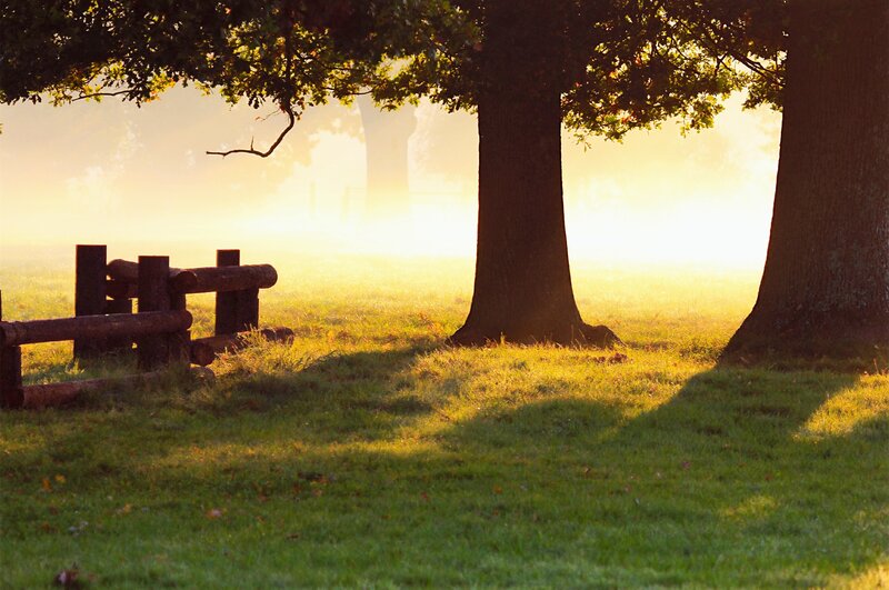 Sunrise in a misty meadow