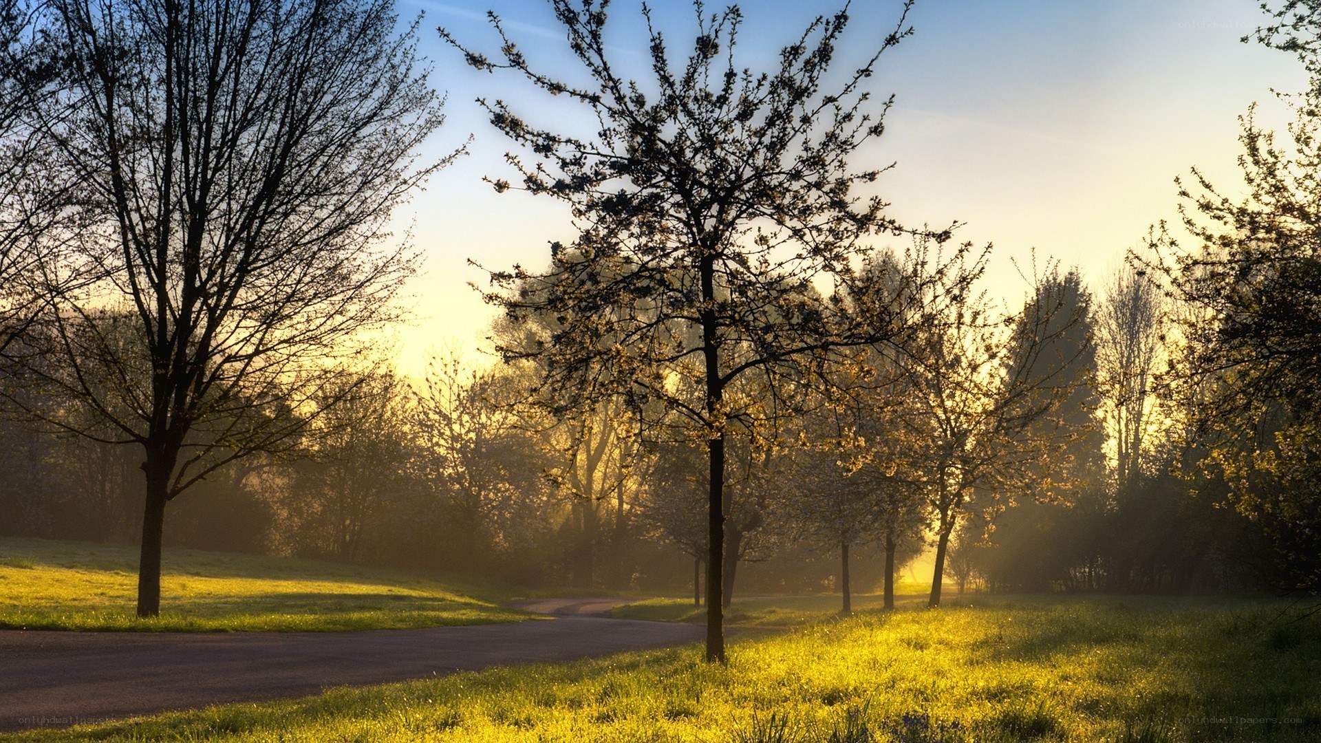 Sunrise in a misty park