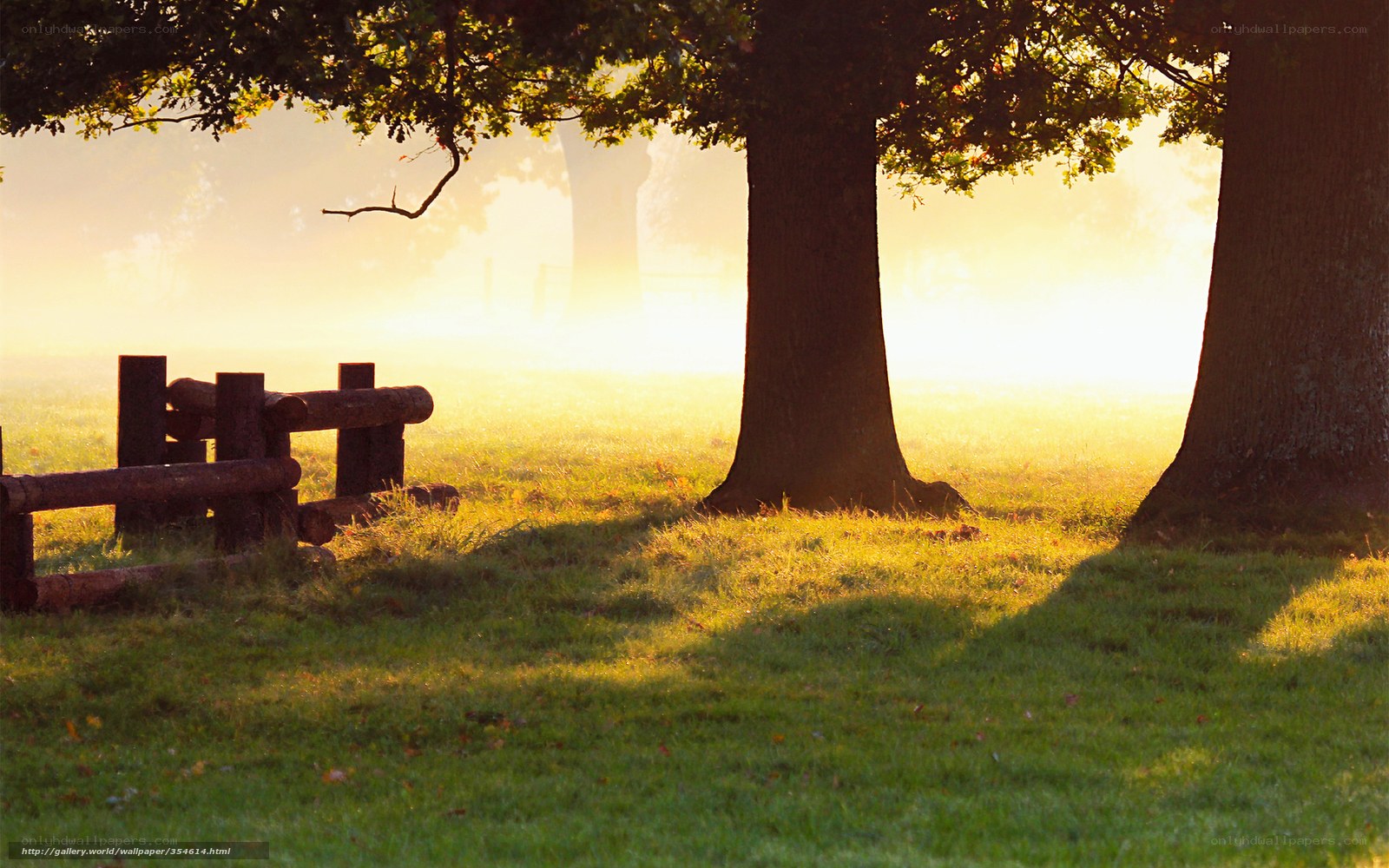 Sunrise in a misty park