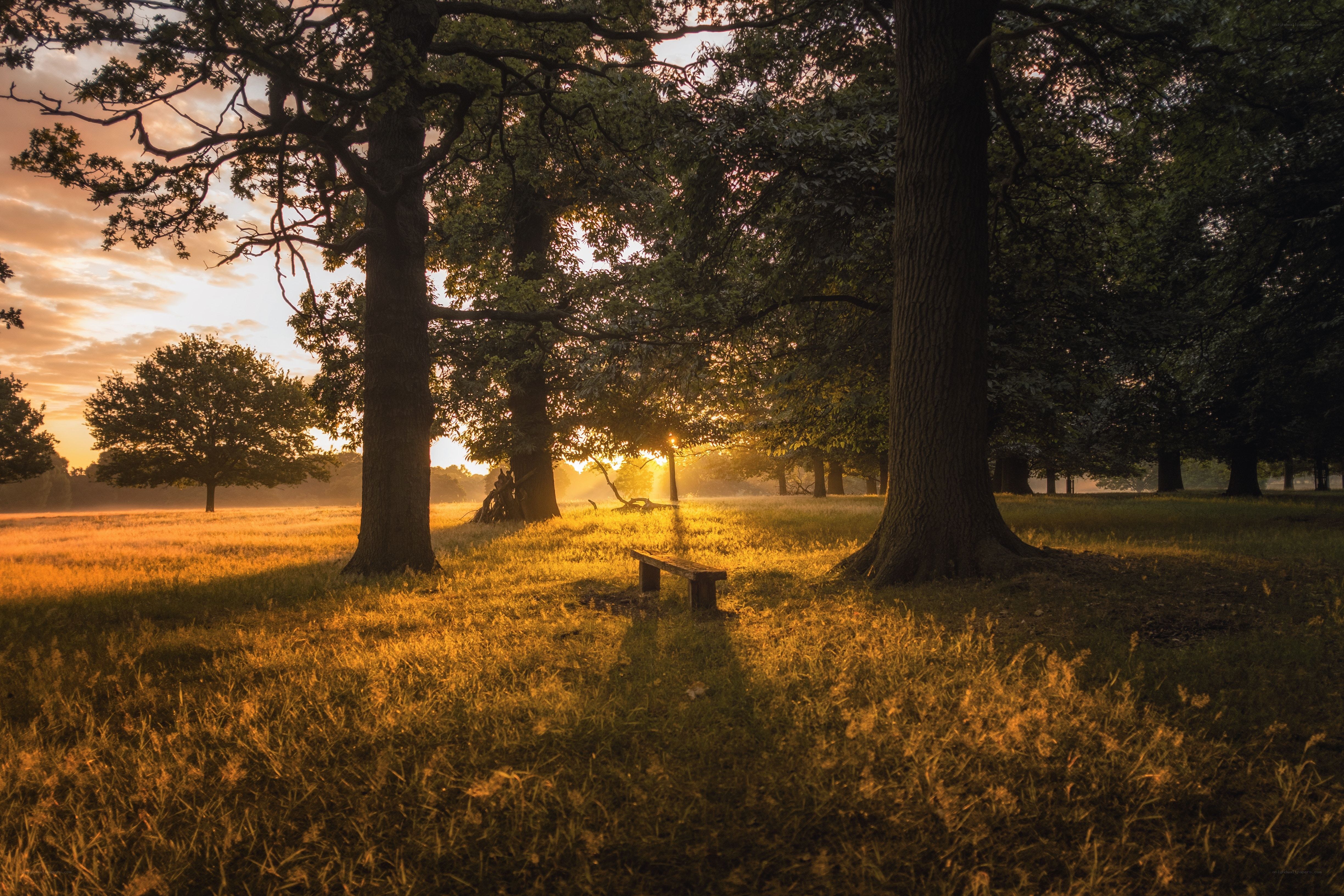 Sunrise in a peaceful park