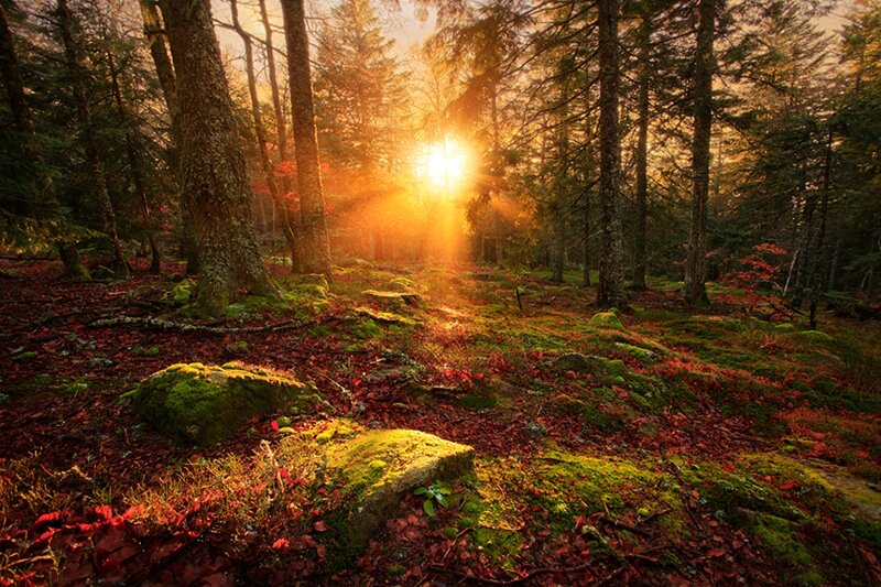 Sunrise in Forest — Green