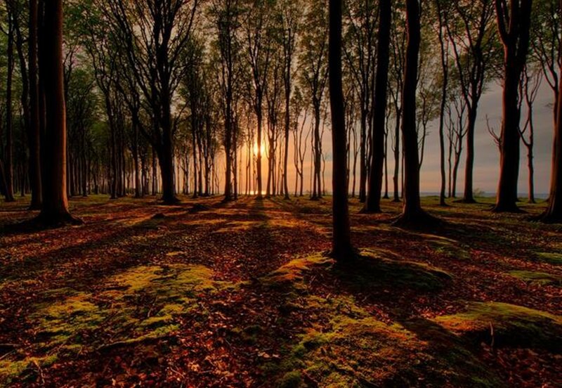 Sunrise in Forest