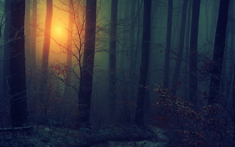 Sunrise in Misty Forest