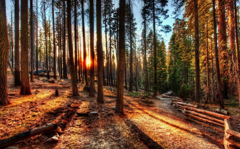 Sunrise in Pine Forest — Brown
