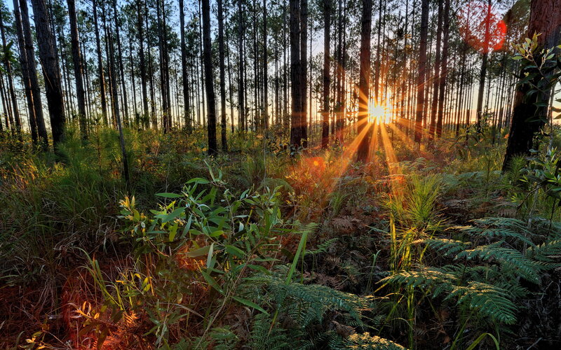 Sunrise in Pine Forest — Green