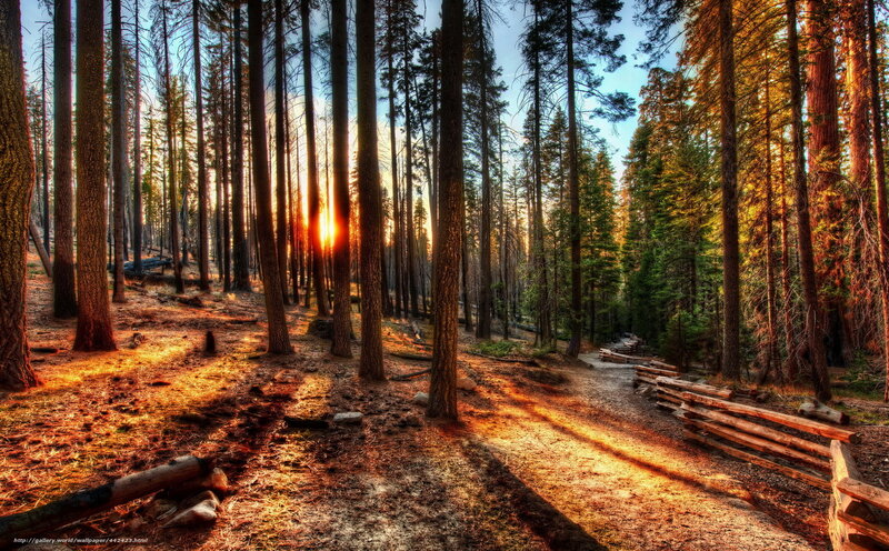 Sunrise in Pine Forest — Orange, Serene