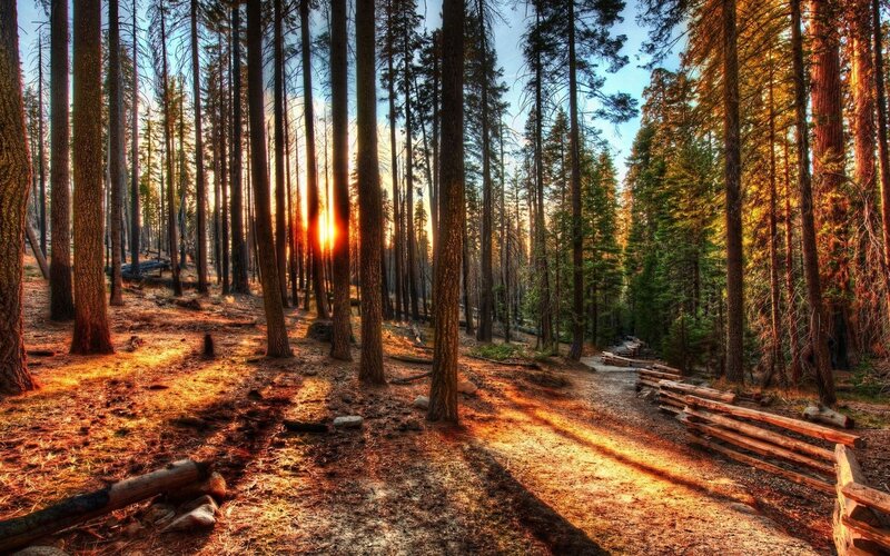 Sunrise in Pine Forest — Orange