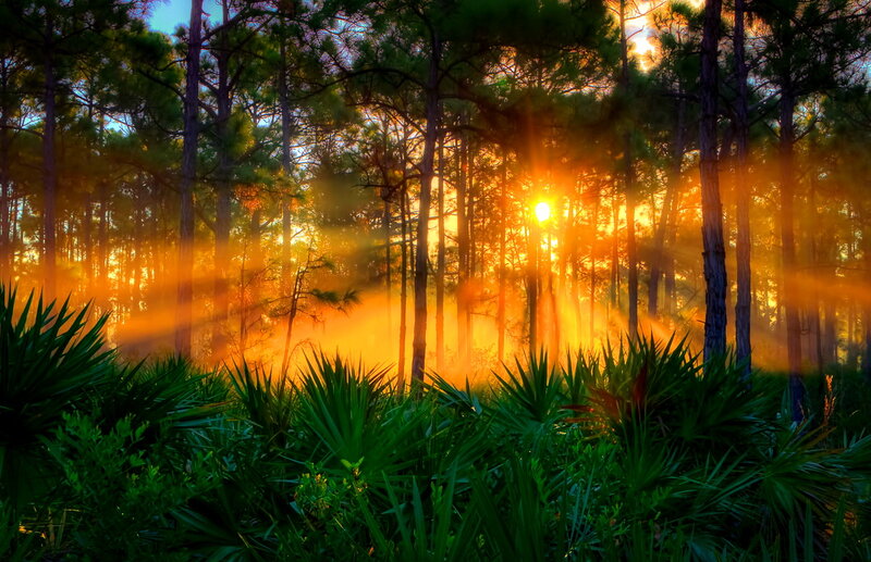 Sunrise in Pine Forest