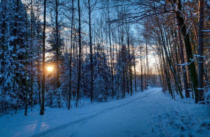 Sunrise in Snowy Forest — Blue, Serene