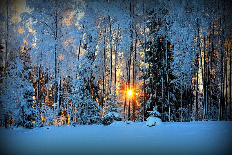 Sunrise in Snowy Forest — Blue