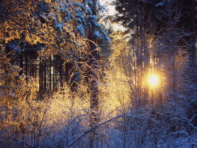 Sunrise in Snowy Forest — Gold