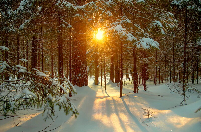 Sunrise in Snowy Forest — White, Serene, Winter, Photograph, Snow
