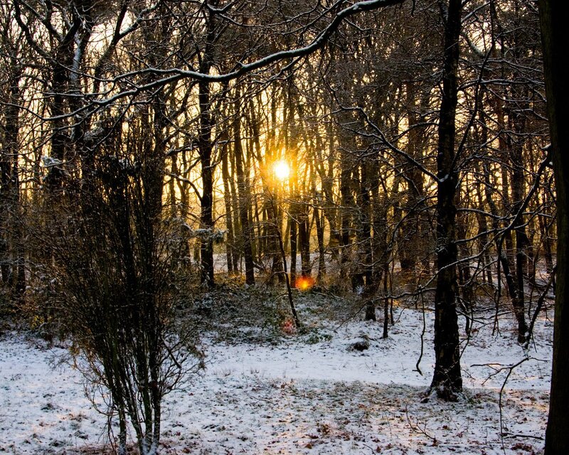 Sunrise in Snowy Forest — White, Serene, Winter, Photograph, Trees, Snow, Sun, Branches
