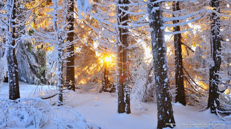 Sunrise in Snowy Forest — White, Serene, Winter, Photograph, Trees, Snow