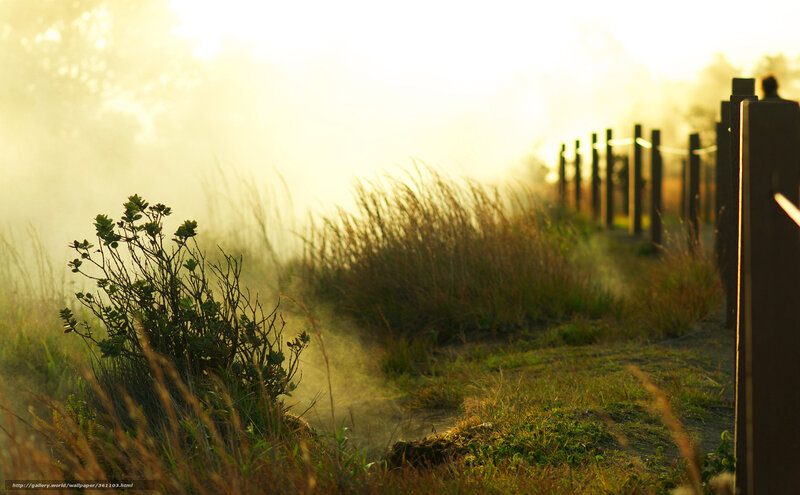 Sunrise mist on a forest path