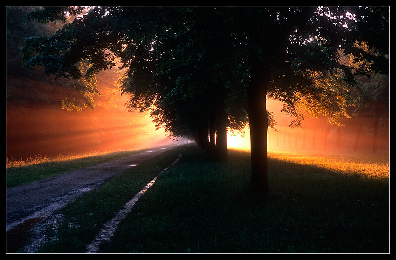 Sunrise on a misty forest path