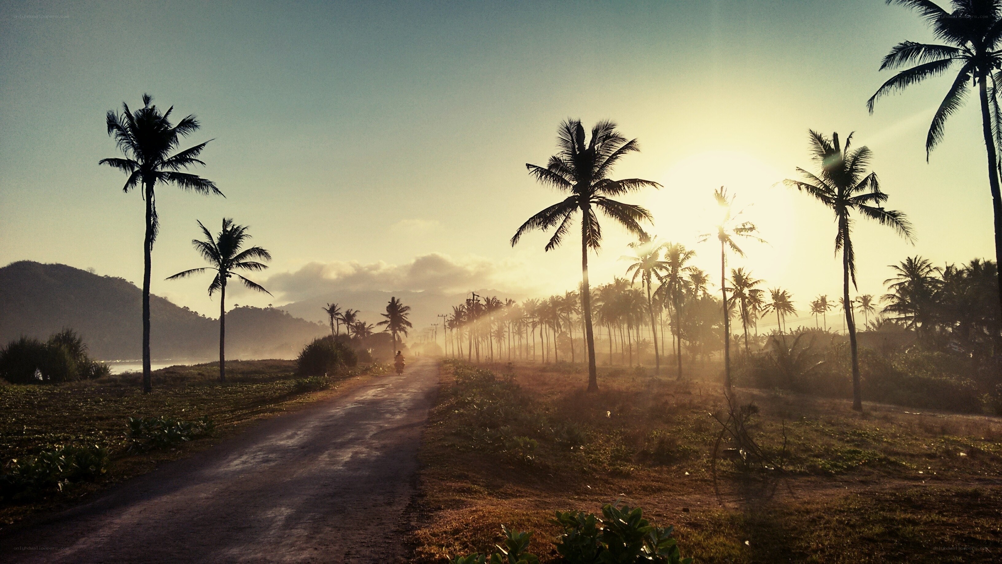 Sunrise on a palm-lined road