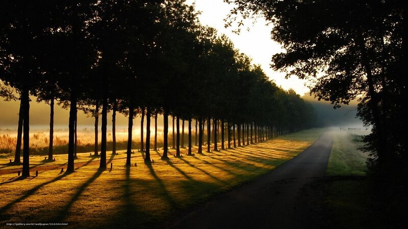 Sunrise on a tree-lined path