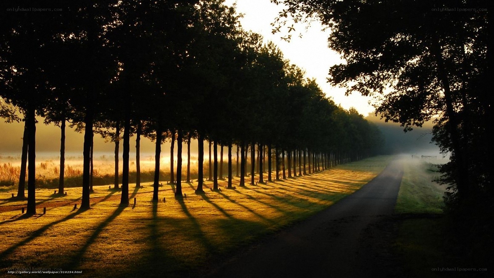Sunrise on a tree-lined path