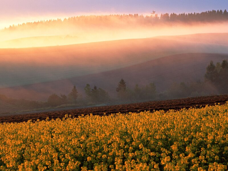 Sunrise over a canola field