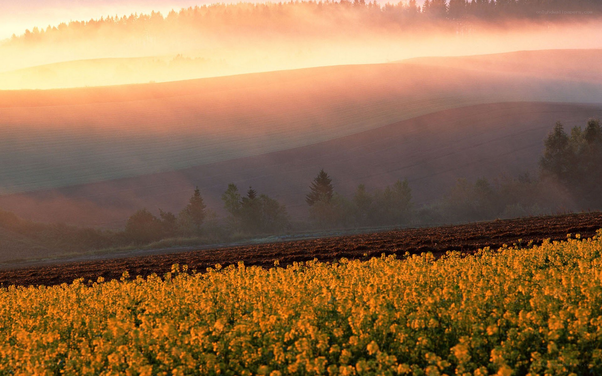 Sunrise over a canola field