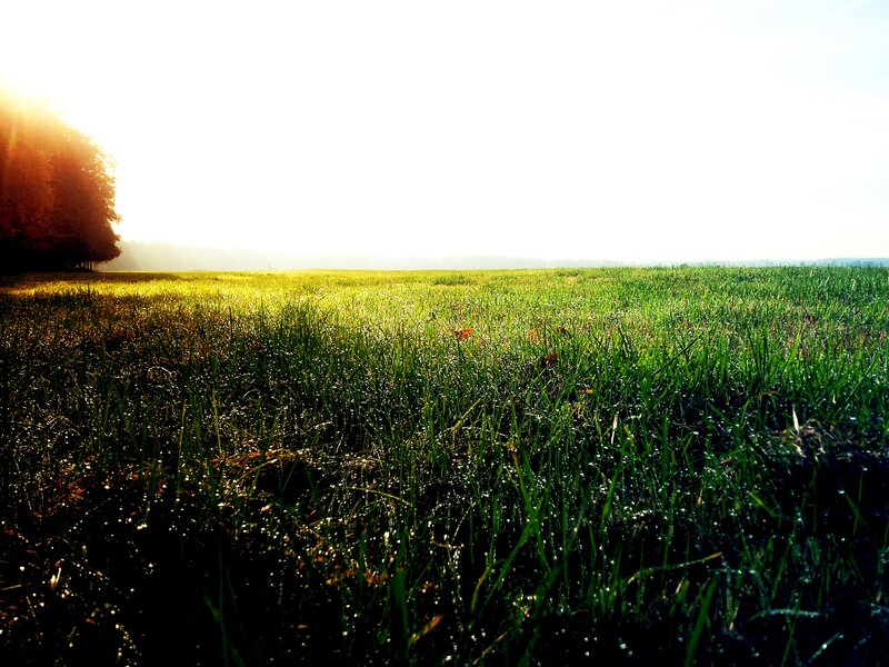 Sunrise over a dewy field