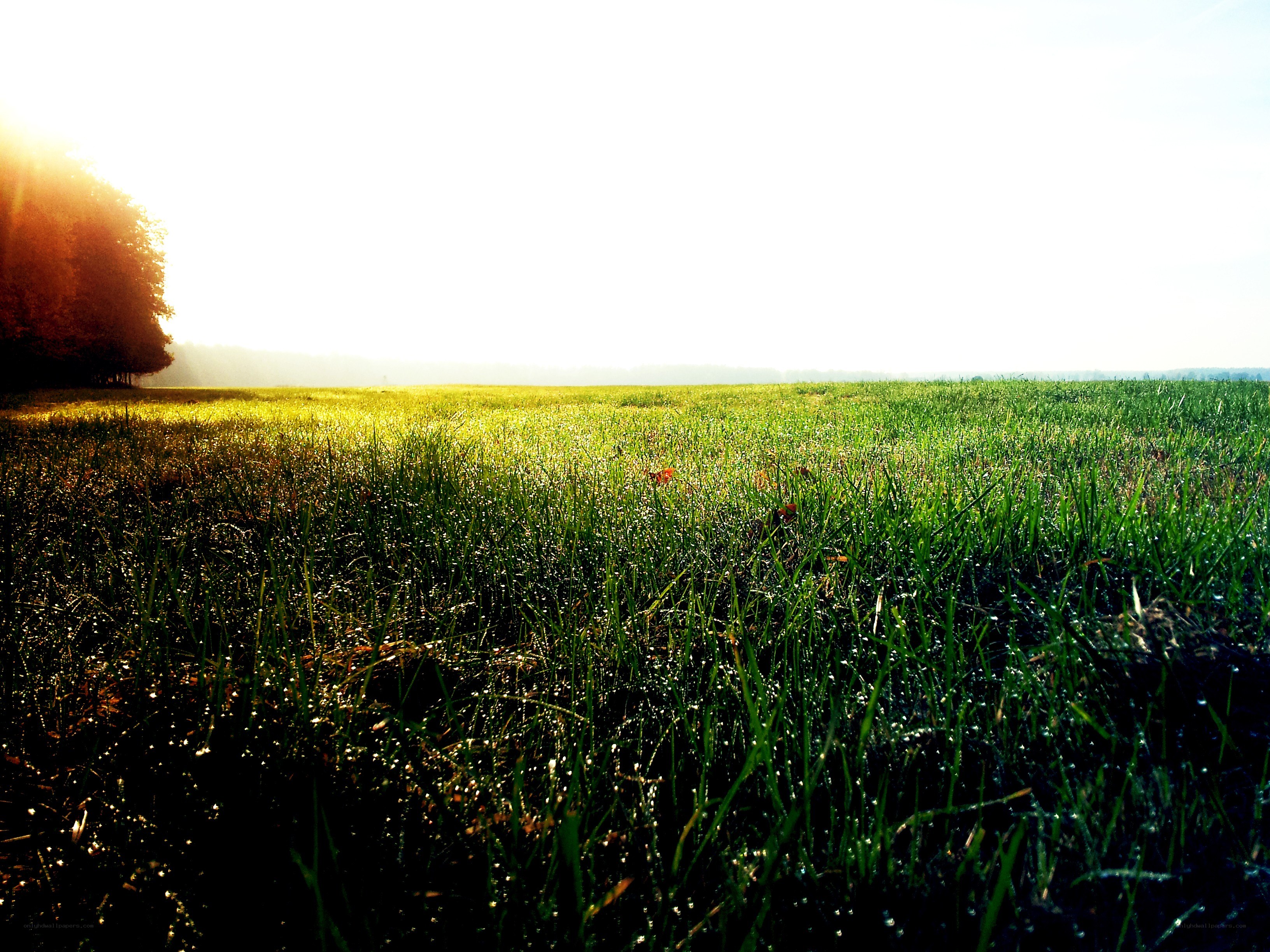 Sunrise over a dewy field