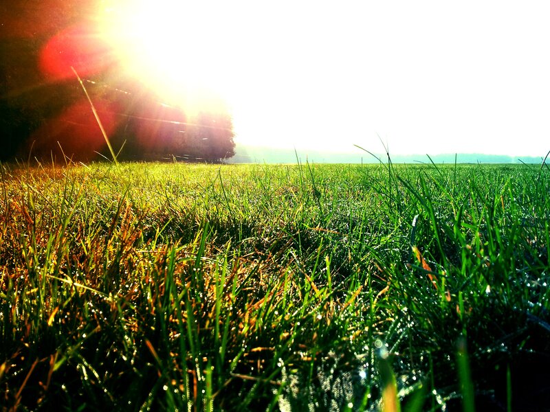 Sunrise over a dewy field