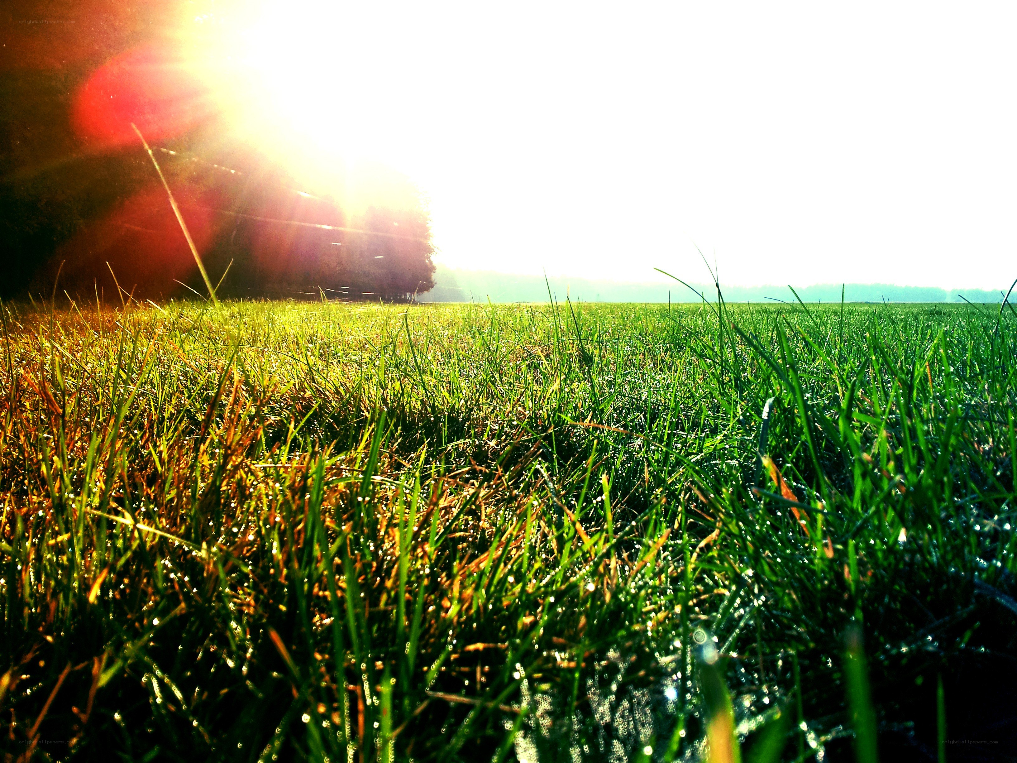 Sunrise over a dewy field