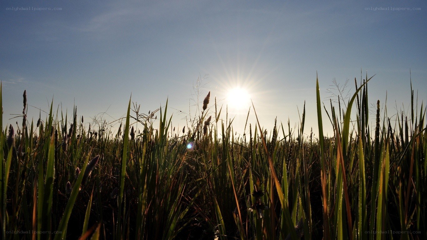 Sunrise over a grassy field