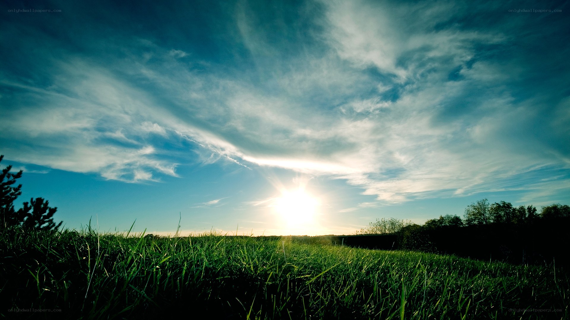 Sunrise over a grassy field