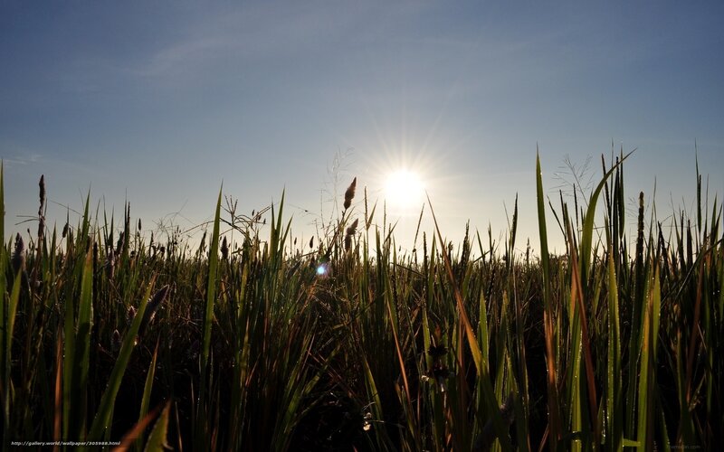 Sunrise over a grassy field