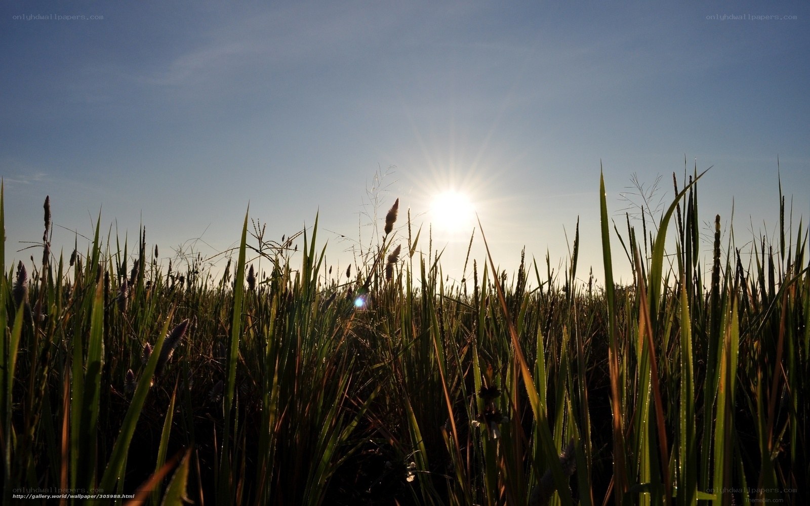 Sunrise over a grassy field