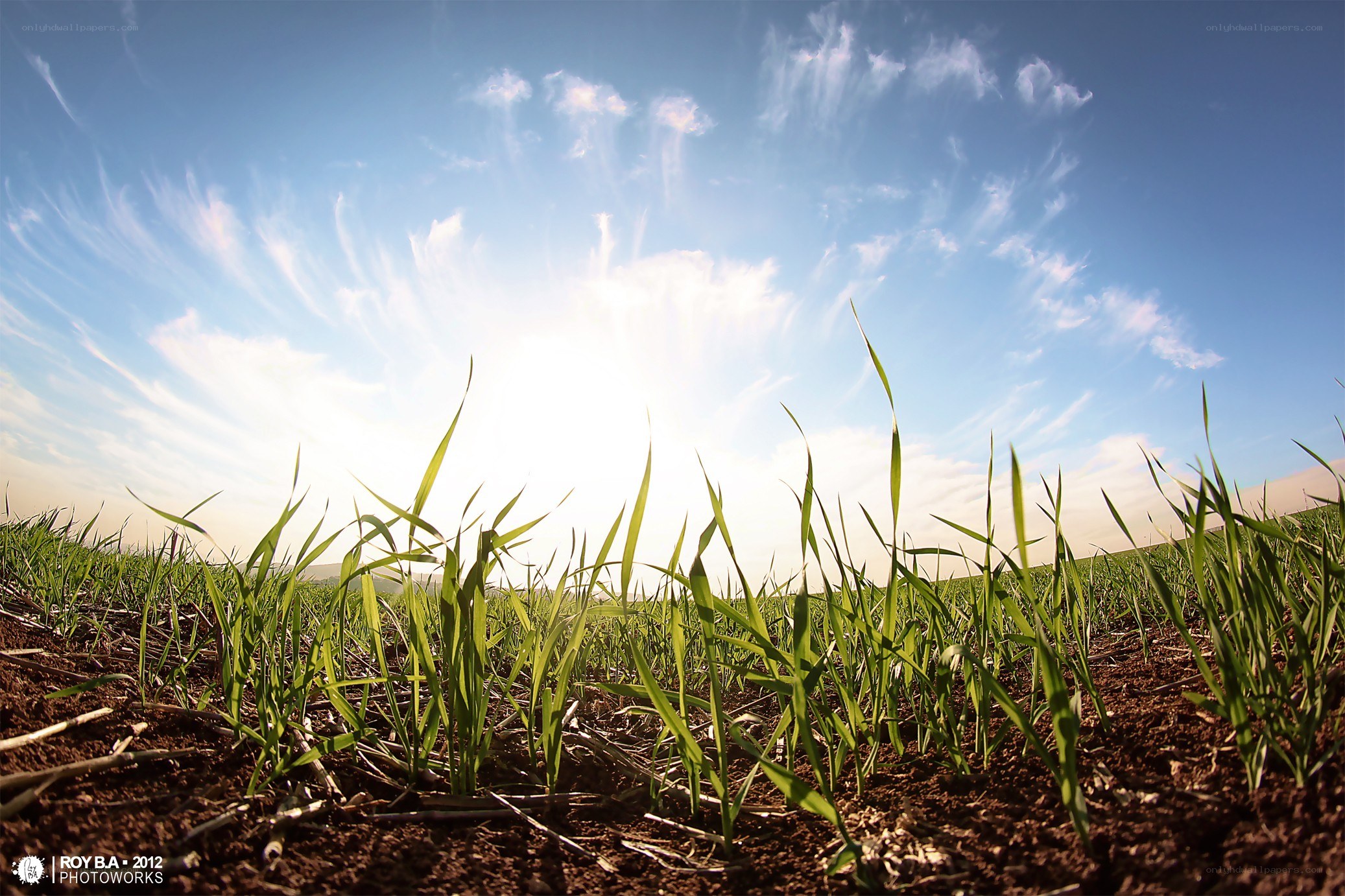 Sunrise over a green field