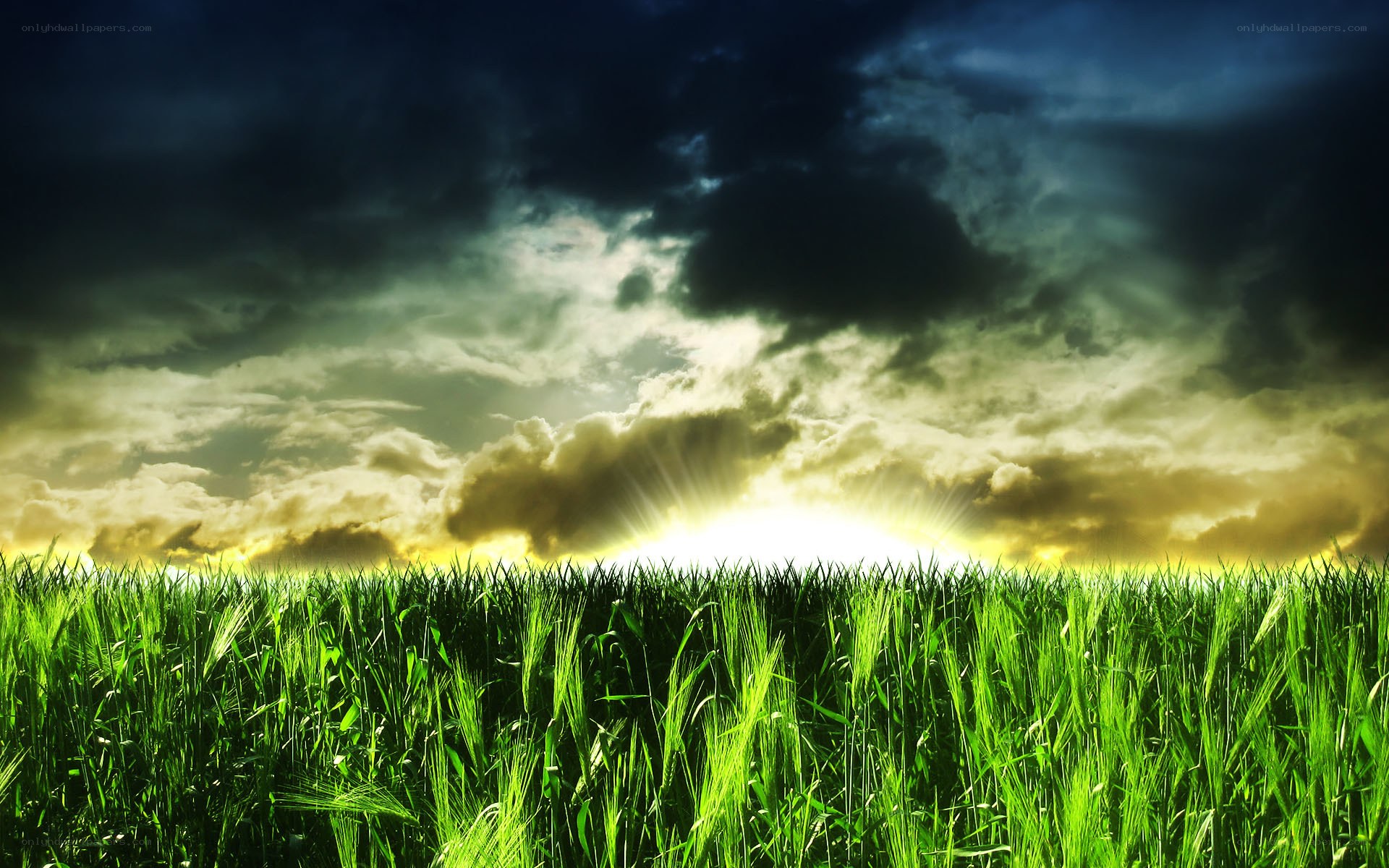 Sunrise over a green field