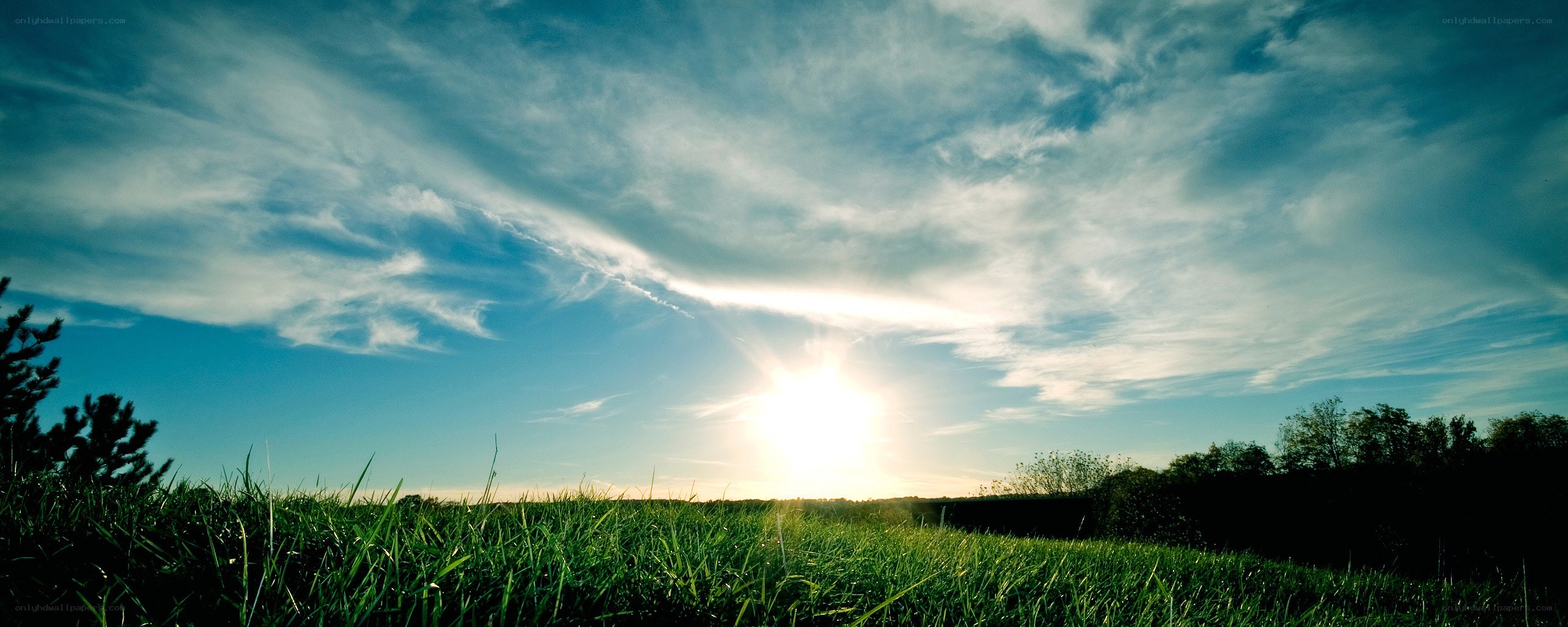 Sunrise over a green field