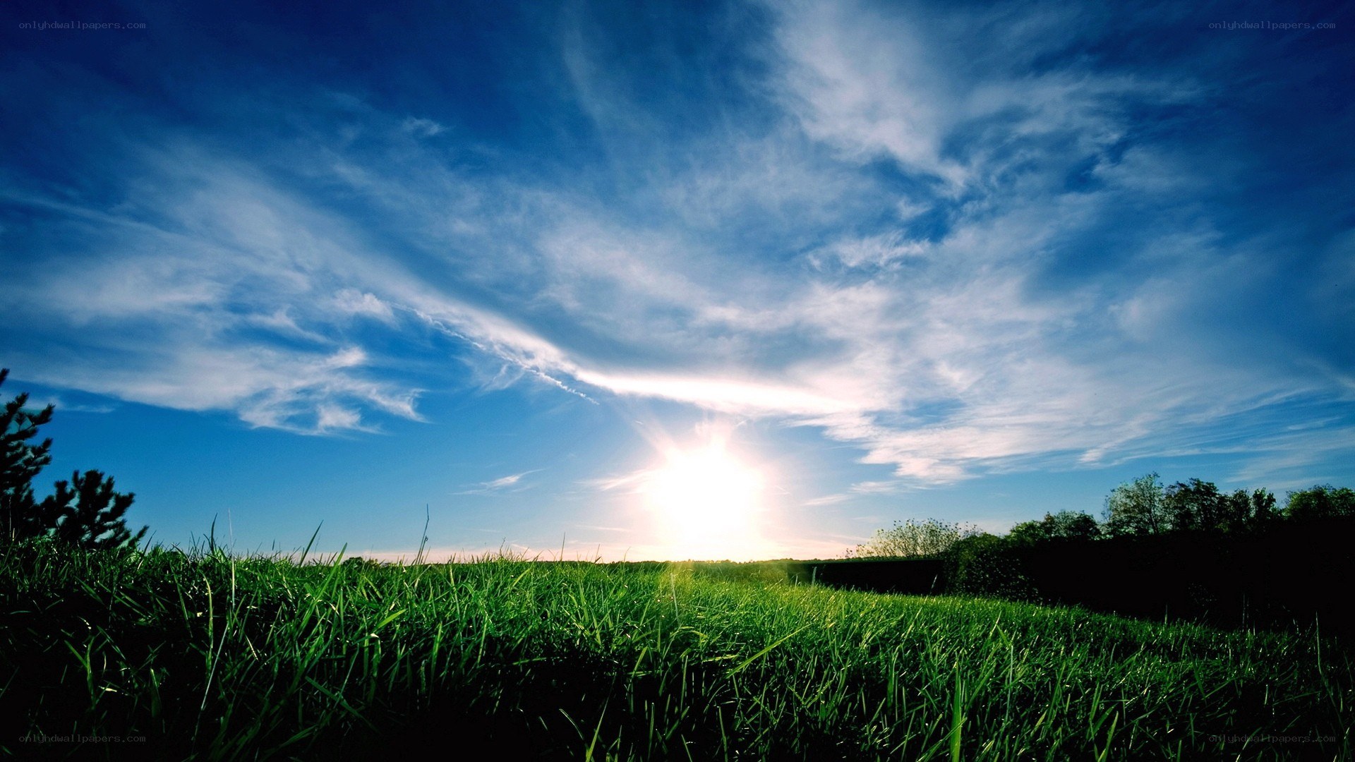 Sunrise over a green field