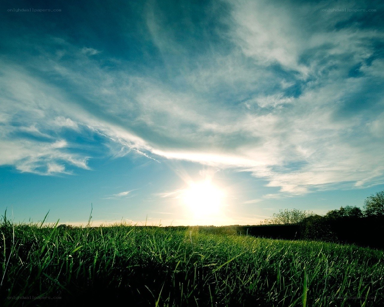 Sunrise over a green field