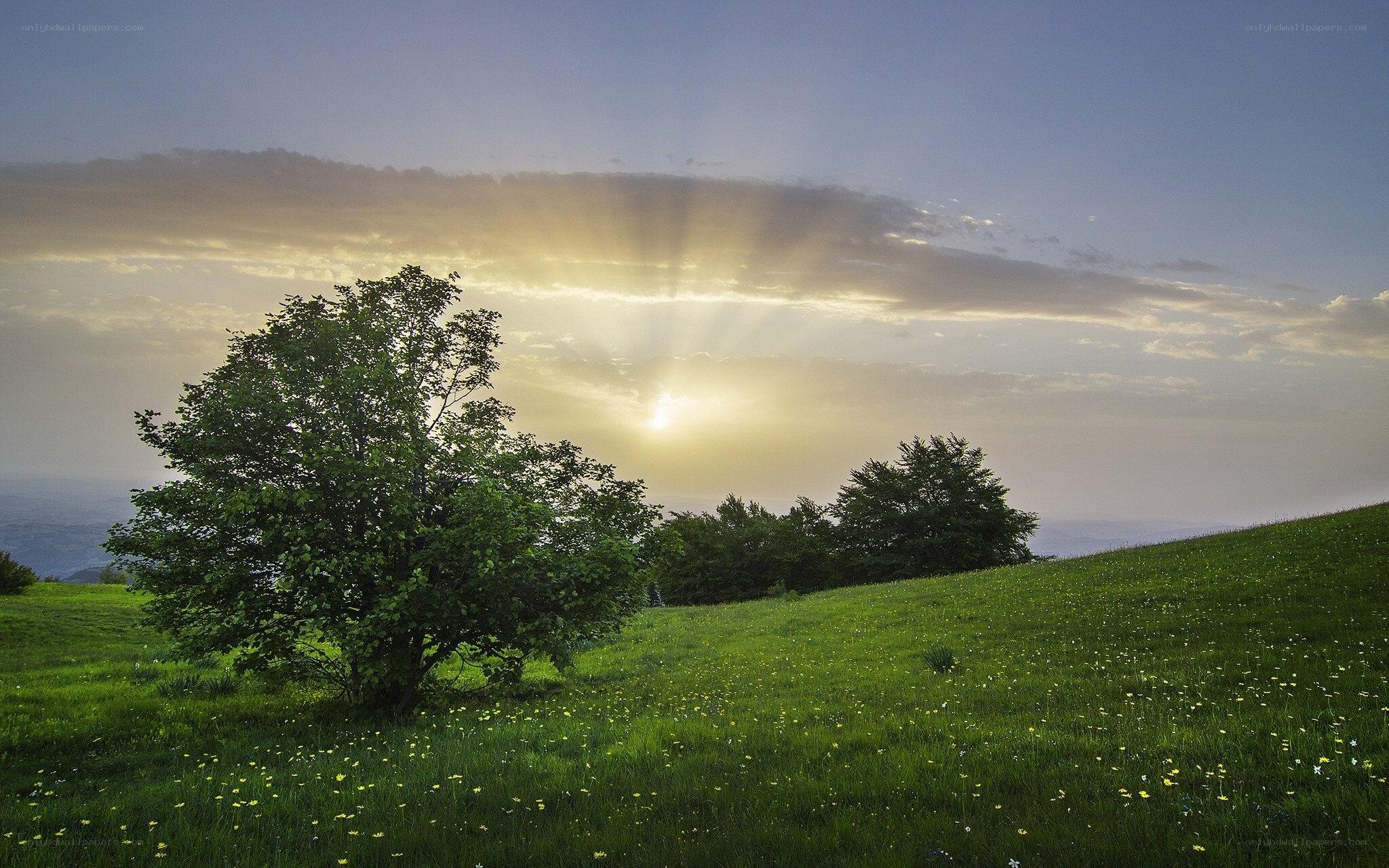 Sunrise over a green hill