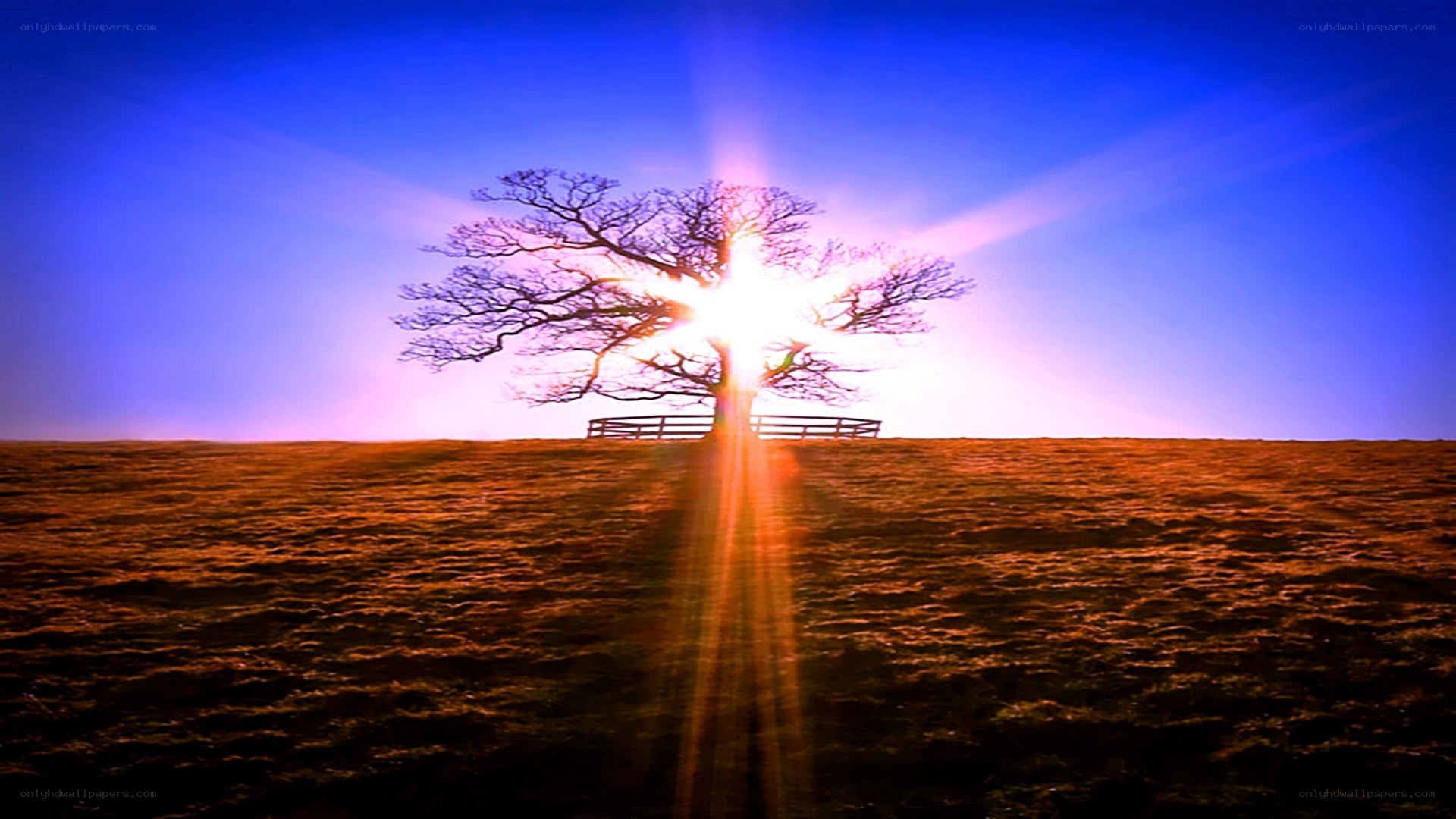 Sunrise over a lone tree