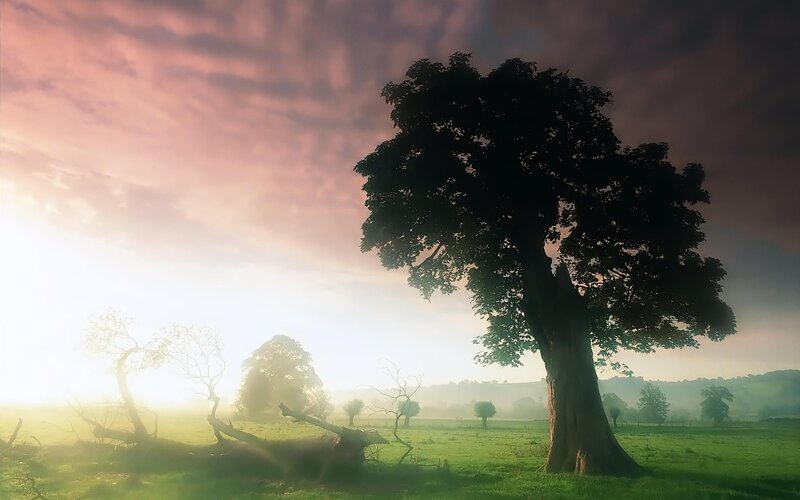 Sunrise over a lone tree