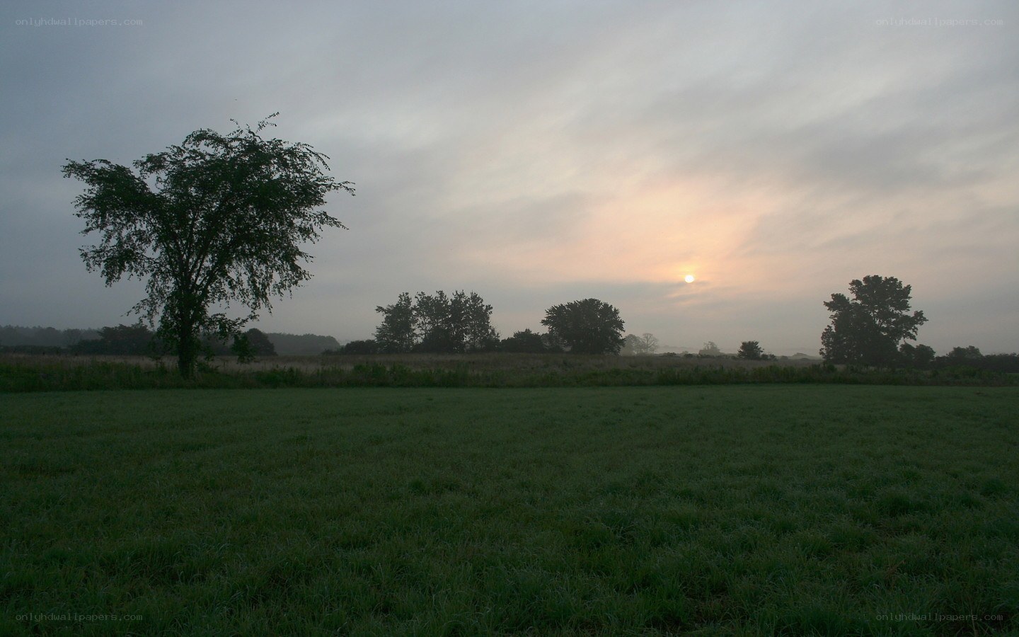 Sunrise over a misty field