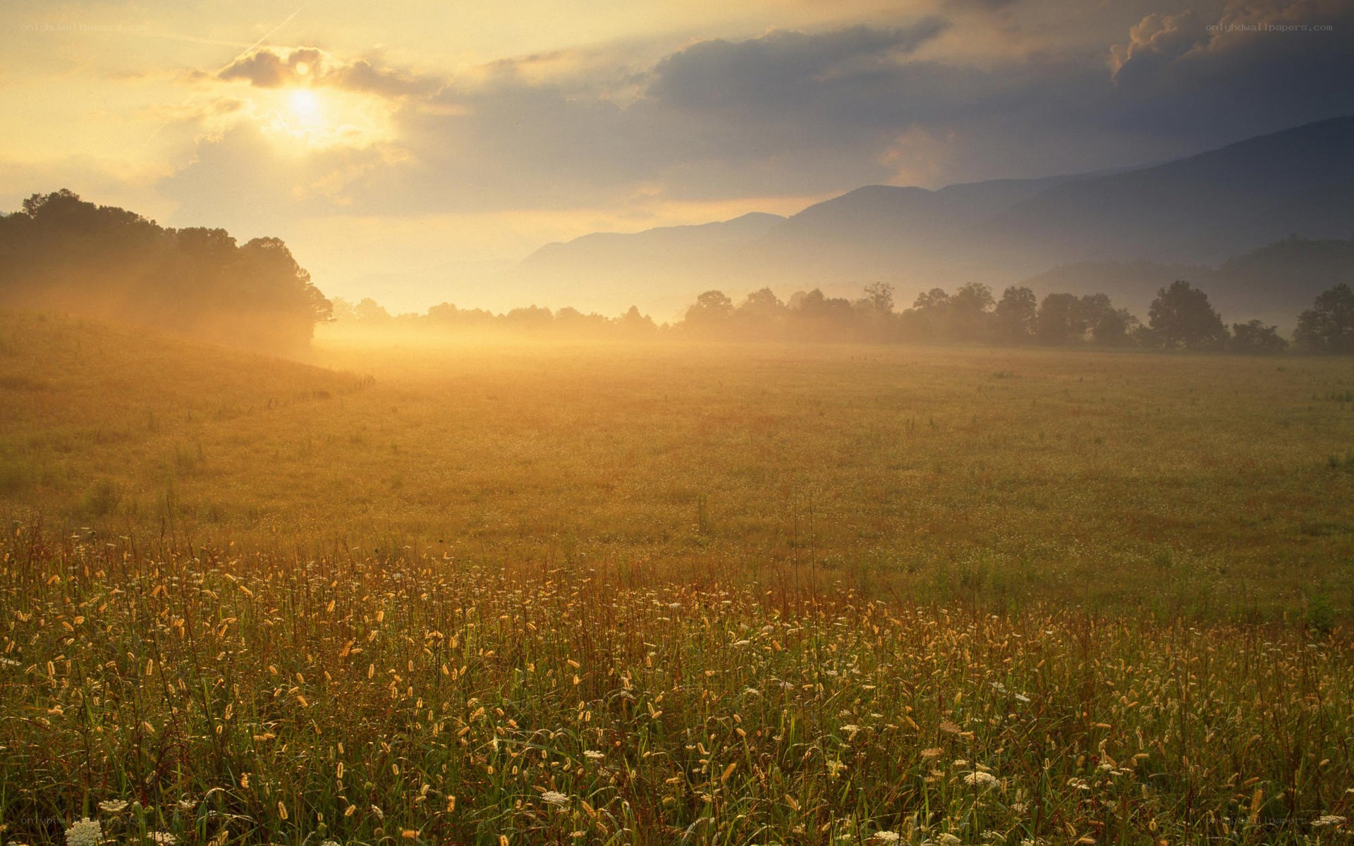 Sunrise over a misty field