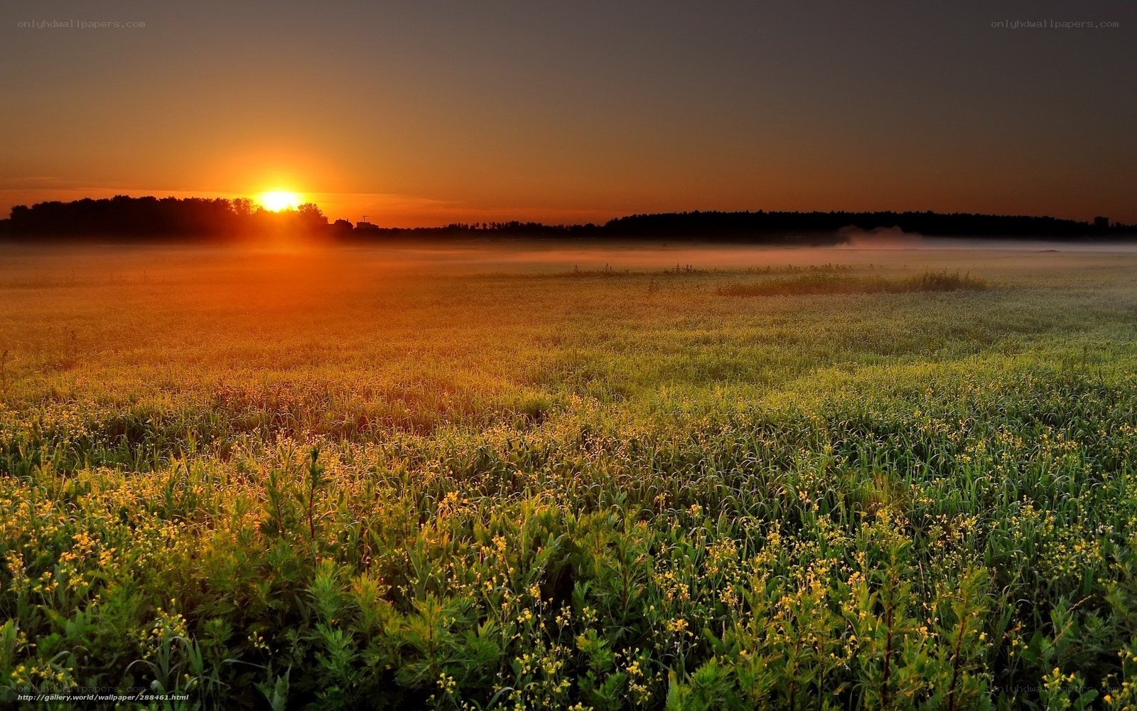 Sunrise over a misty field