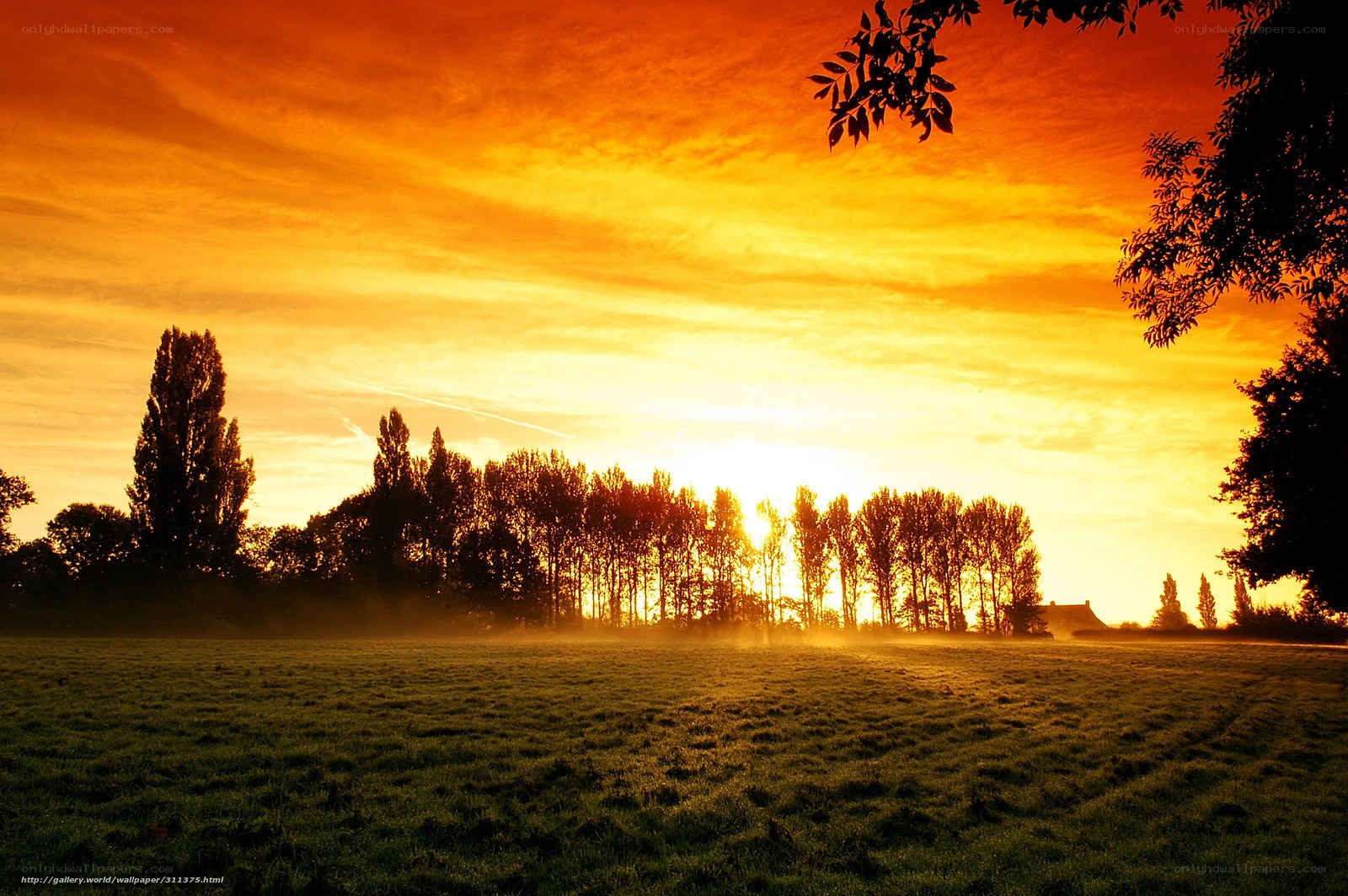 Sunrise over a misty field
