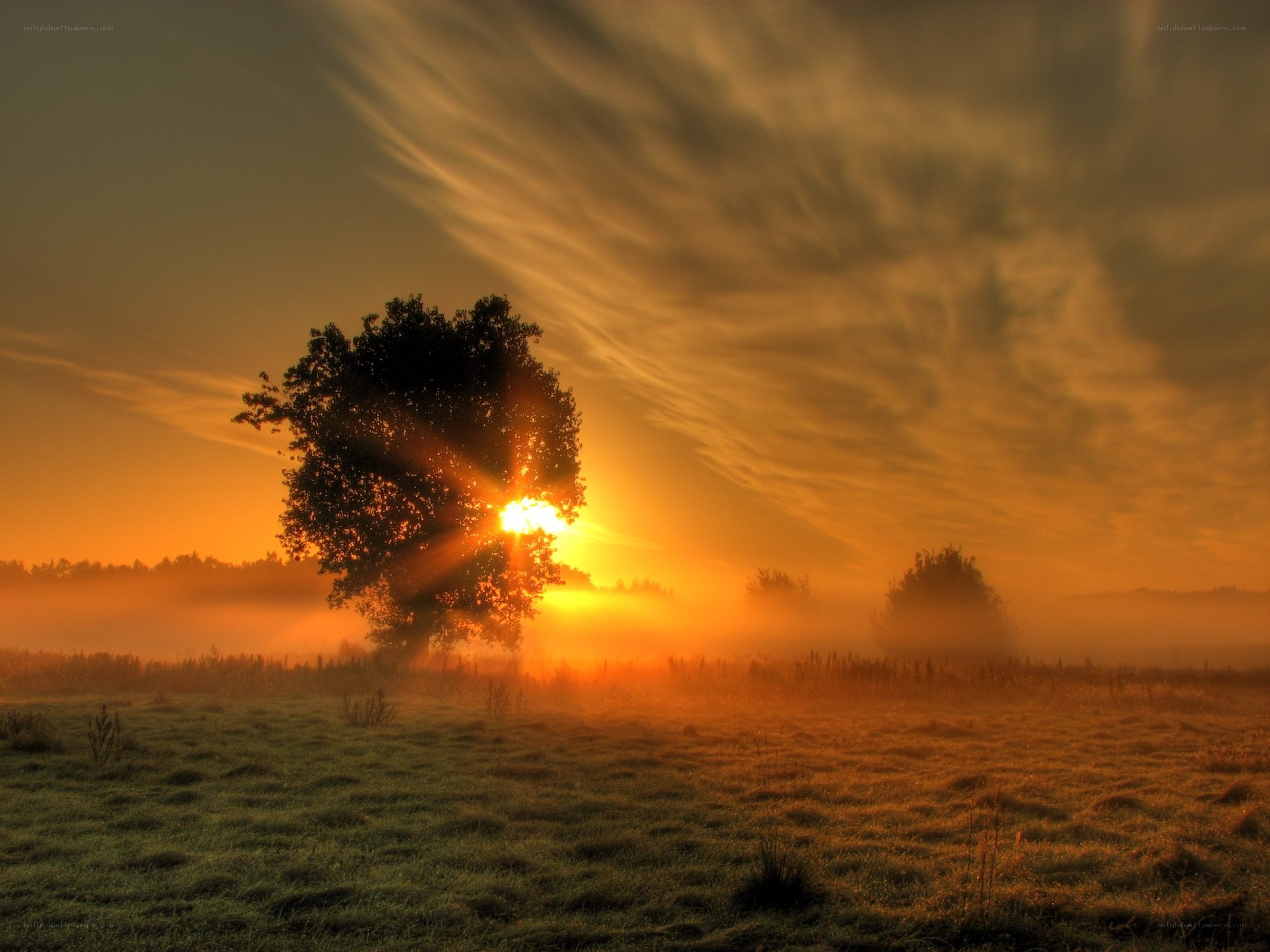 Sunrise over a misty field