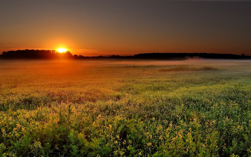 Sunrise over a misty field