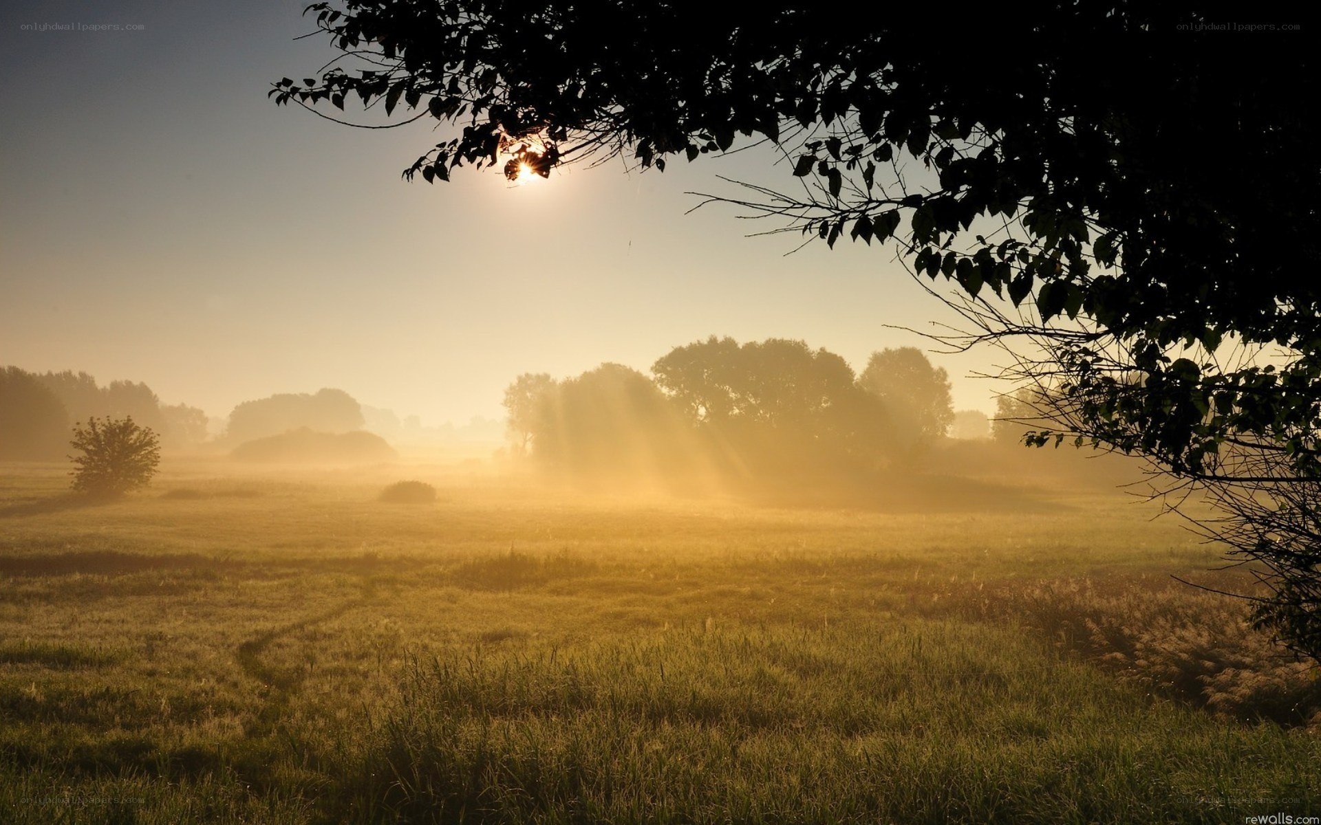 Sunrise over a misty field