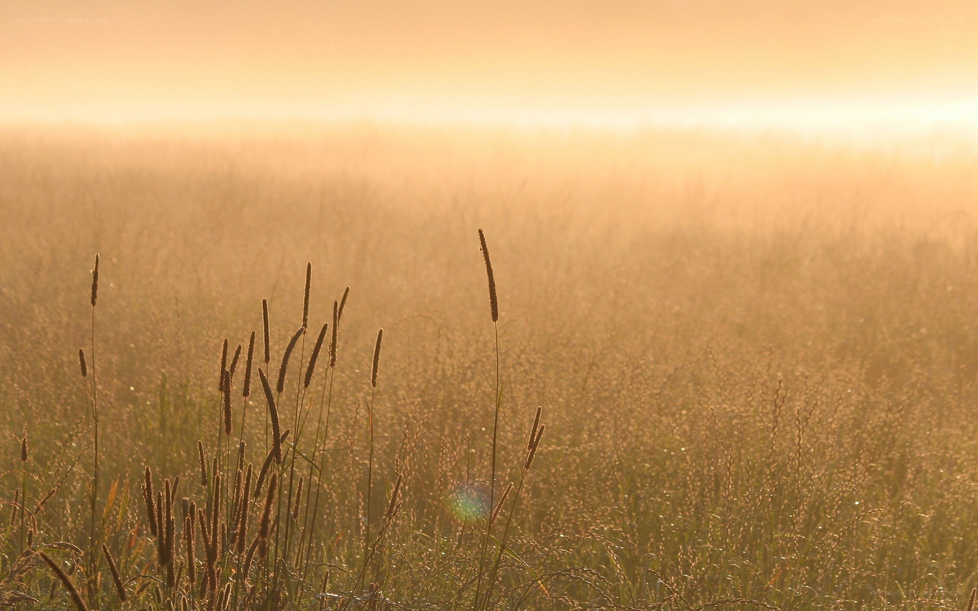 Sunrise over a misty field