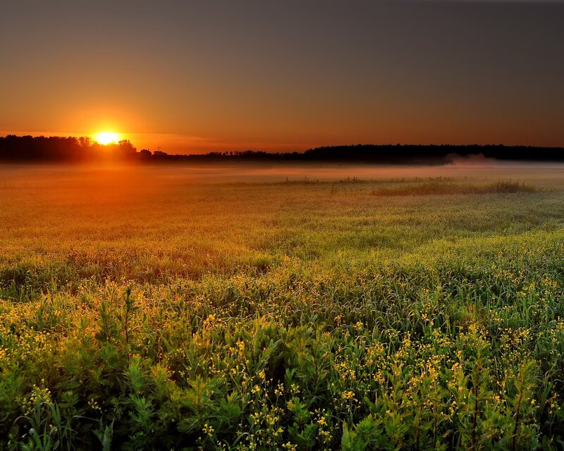 Sunrise over a misty field